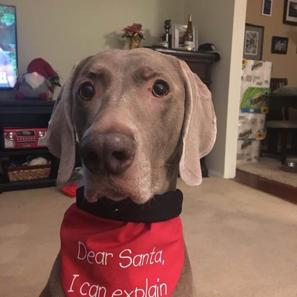 Meet your Posher, Scott - Picture 1 of 1